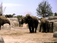 Florida - Tampa - Busch Gardens - Elephants